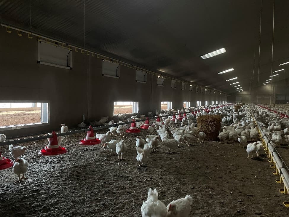 Stal met daglichtramen en strobalen