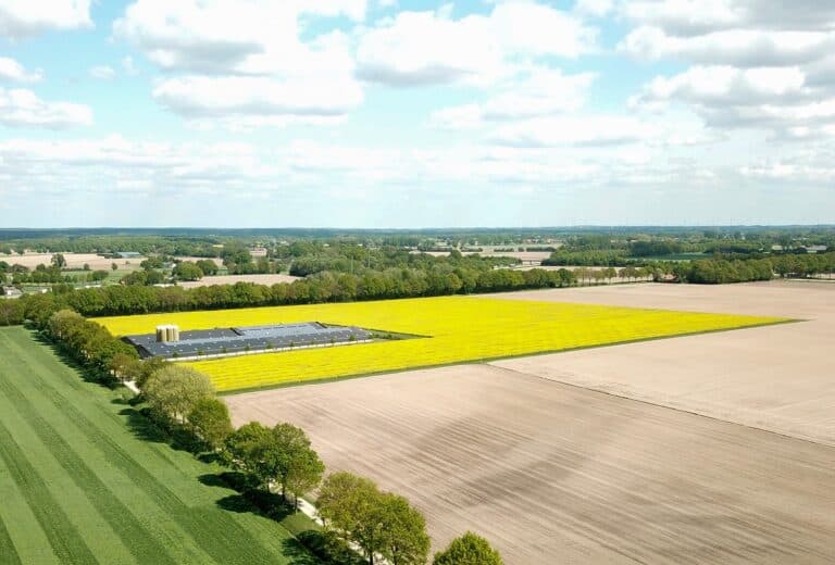 Bloeiend geel veld naast de stallen, vanuit de lucht