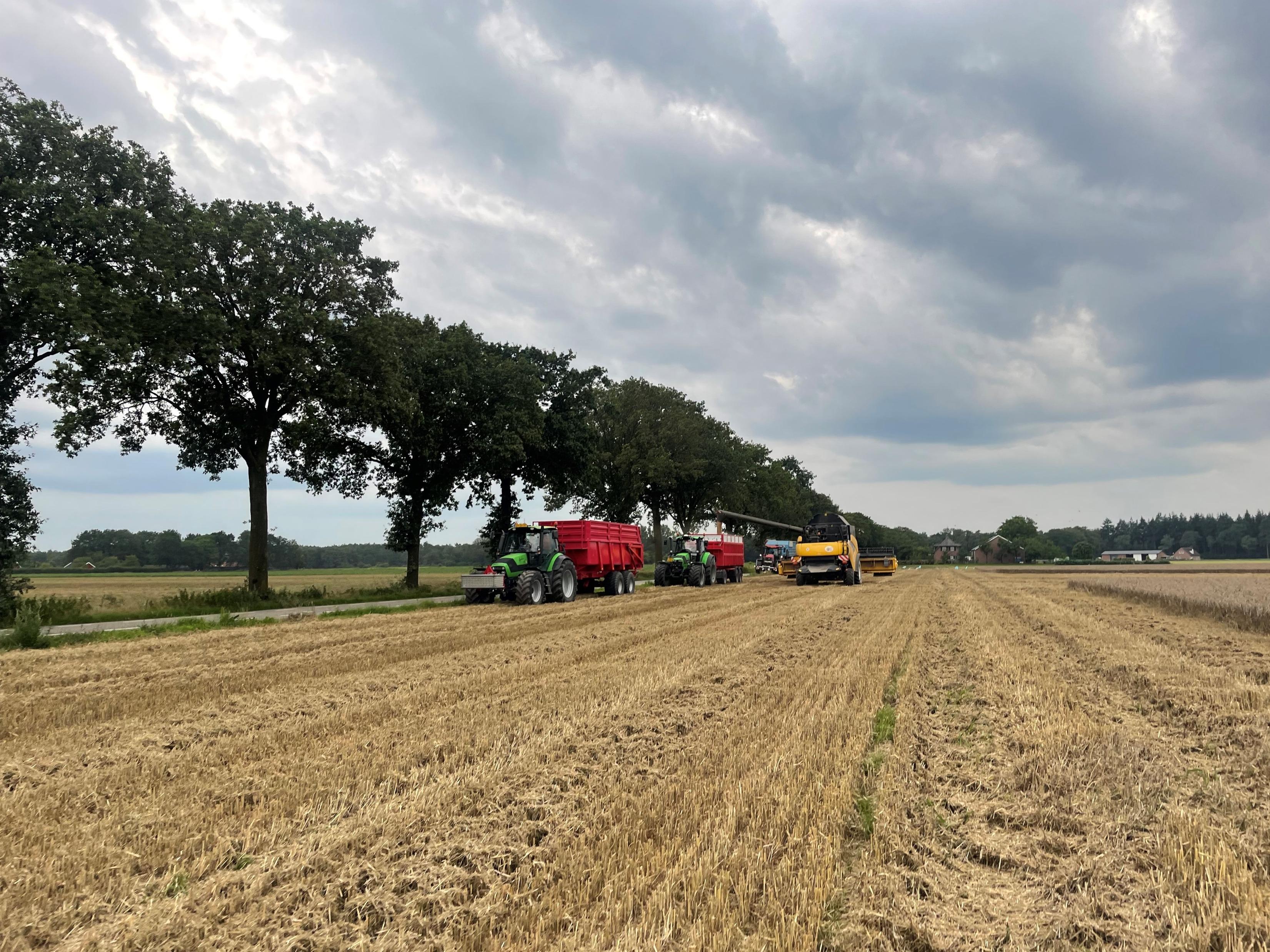 Graanoogst: stoppelveld met combine en trekkers met kippers langs een bomenrij