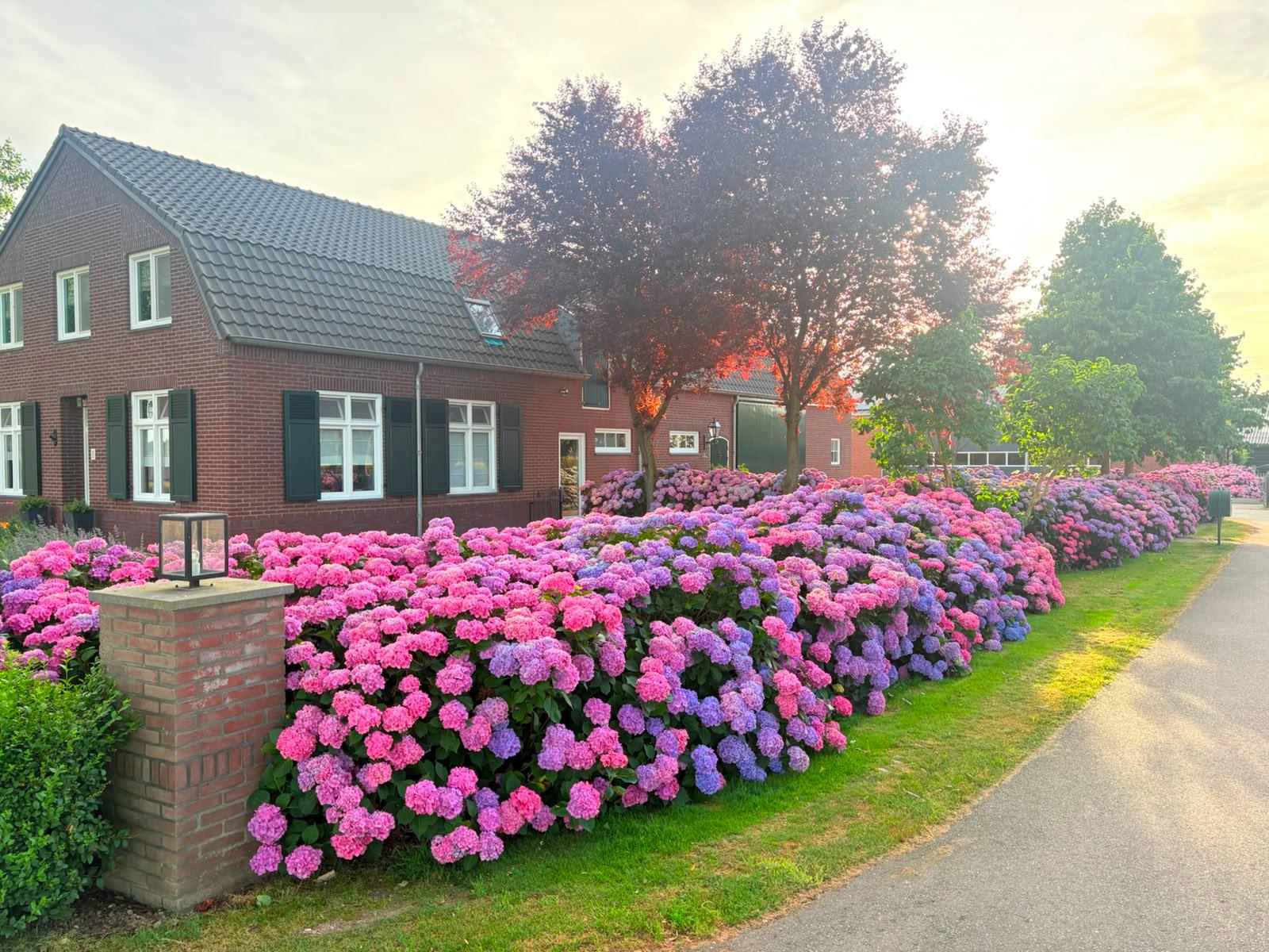 Het woonhuis aan het Nieuw Erf met de bloeiende hortensiahaag