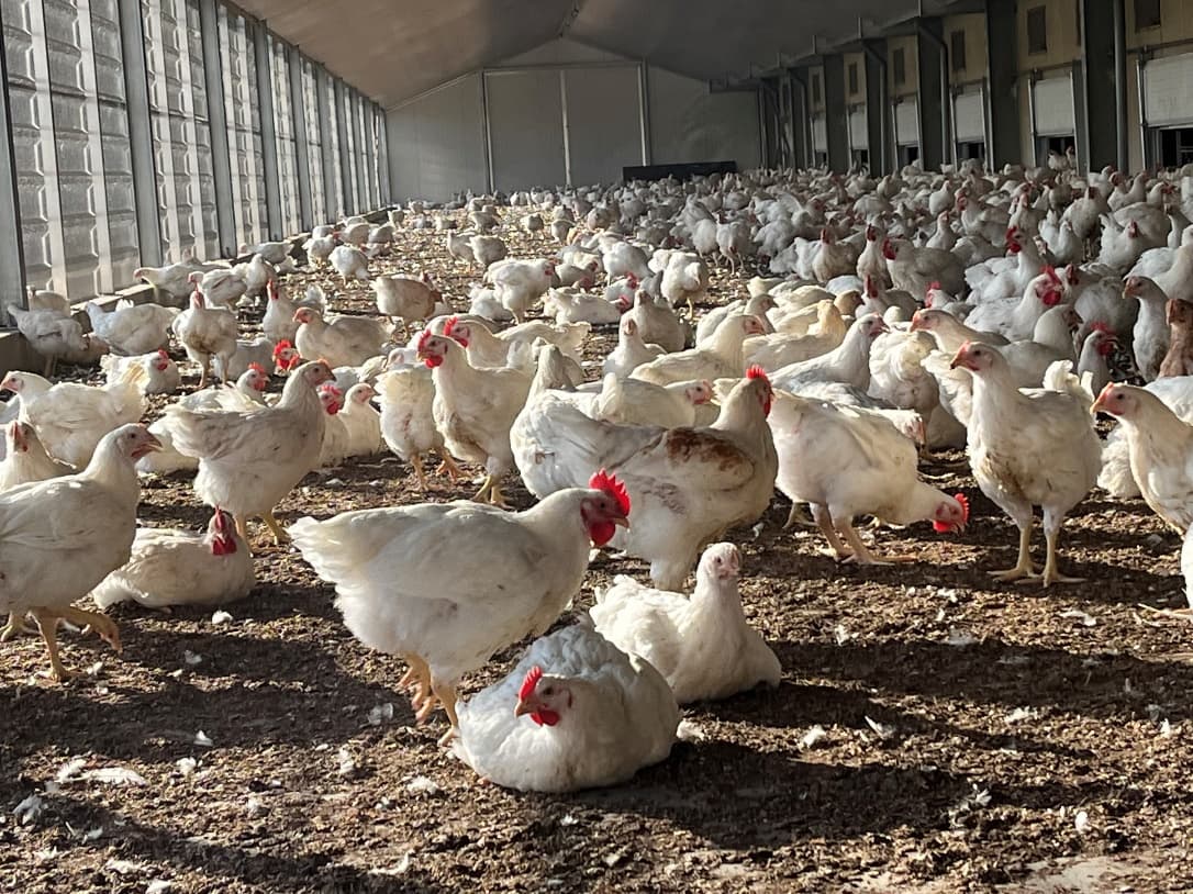 Witte vleeskuikens in de overdekte uitloop