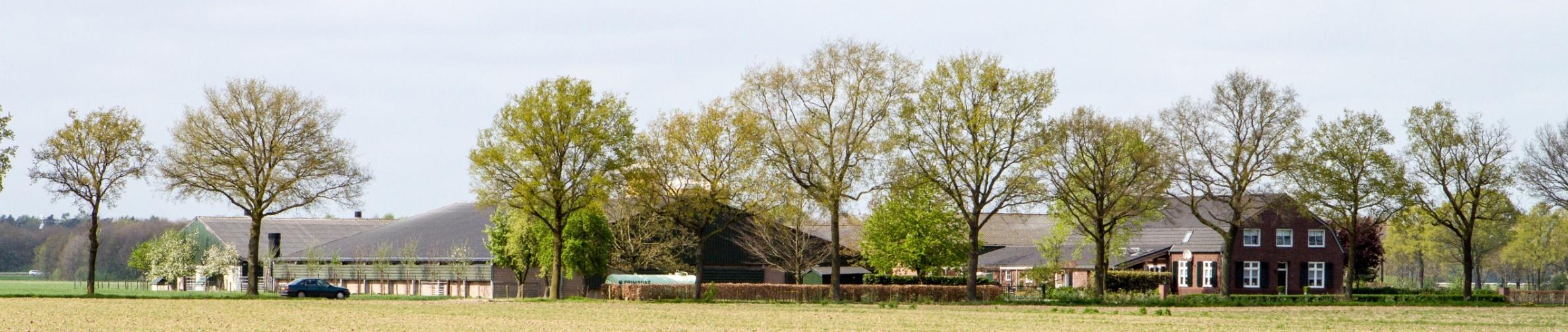 Panorama van het hele erf vanaf de akker: woonhuis, stallen en bomenrij
