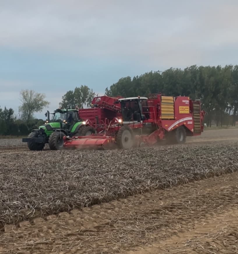 Aardappelen rooien: Deutz met rooier in het stof