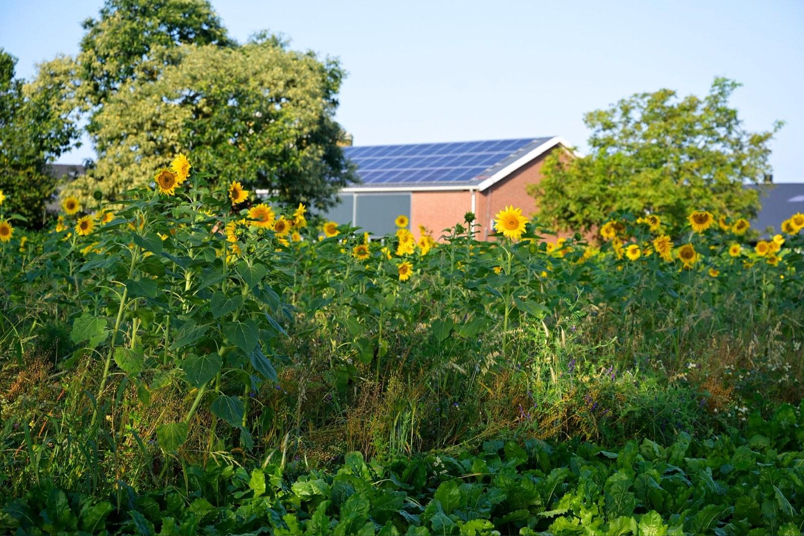 Strook bloeiende zonnebloemen voor een stal met zonnepanelen op het dak
